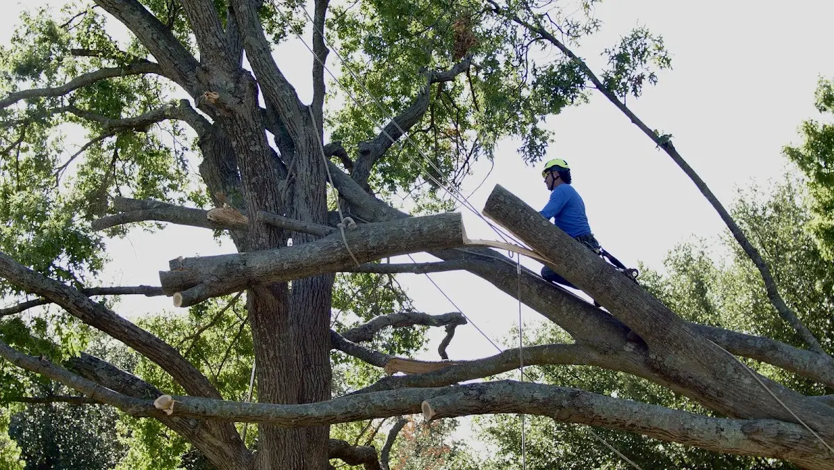 Professional Hazardous Tree Removal performed by certified arborists in Orange City