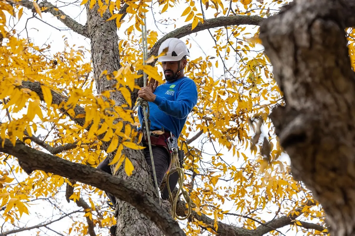 Skilled Tree Planing crew working in Orange City